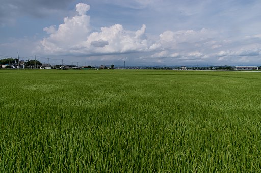 夏来る