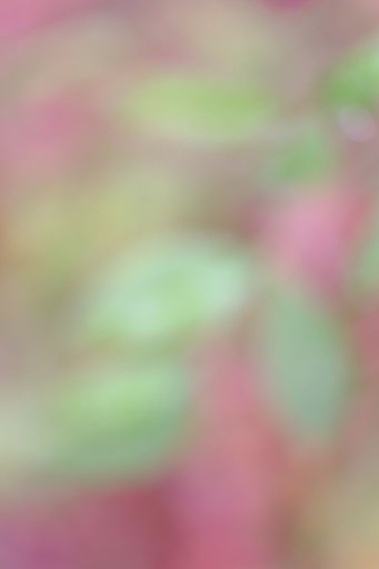 植物