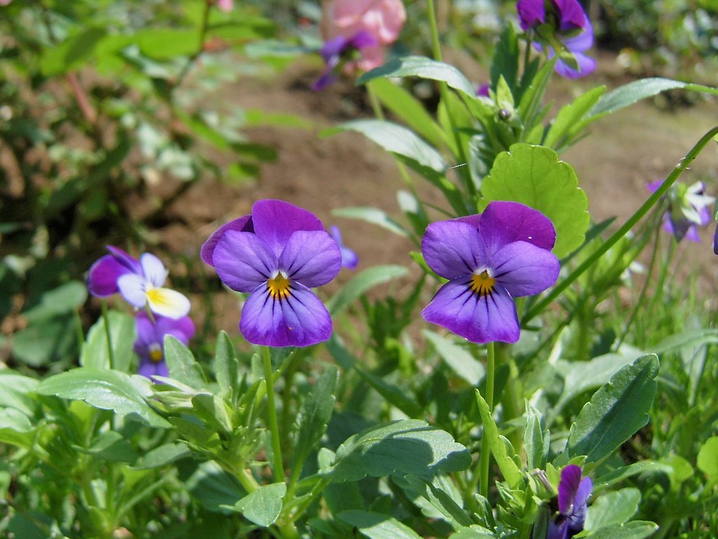 viola