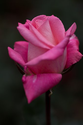 SIGMA MACRO 70mm F2.8