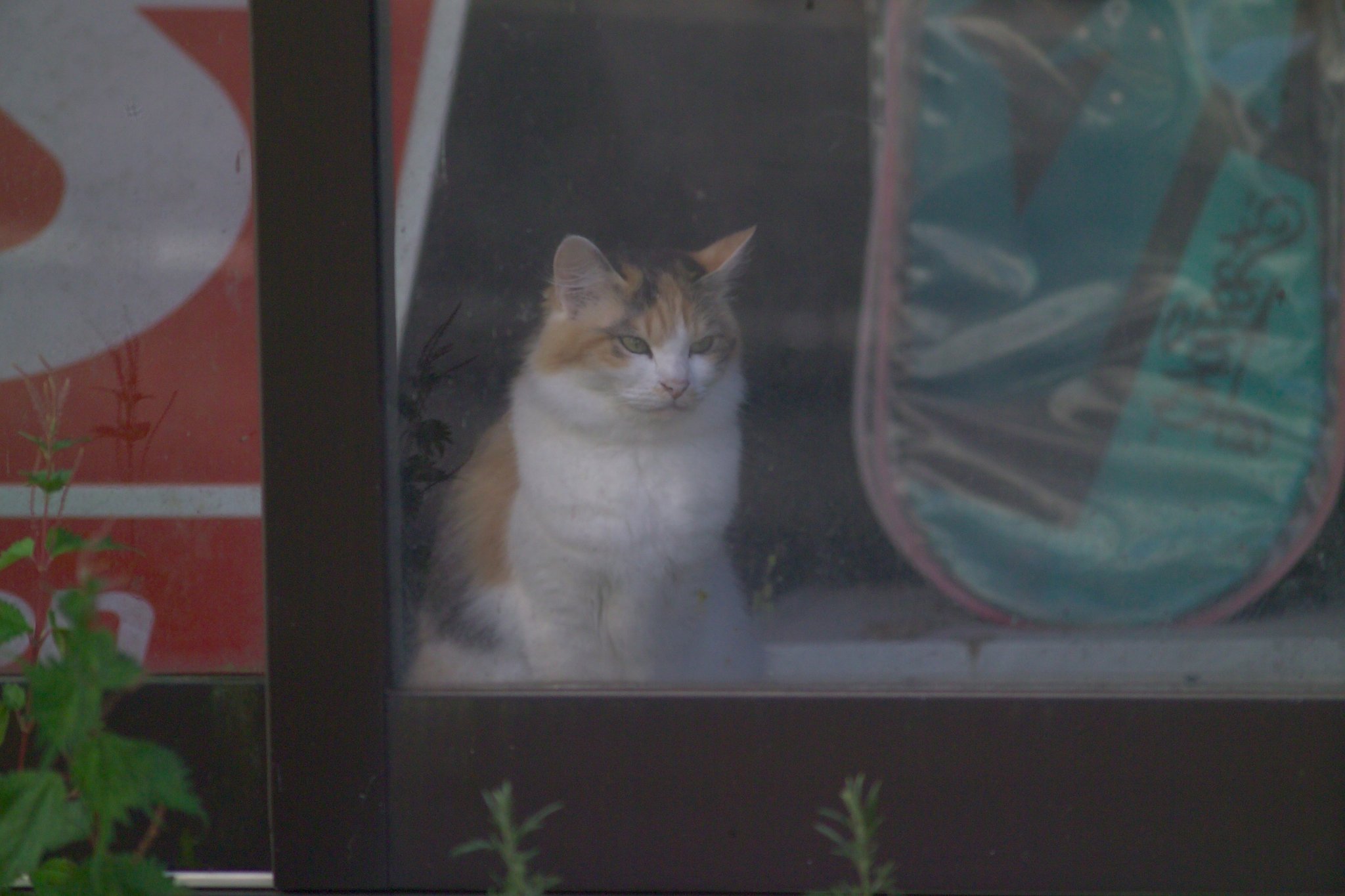 三毛猫