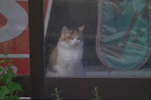 三毛猫