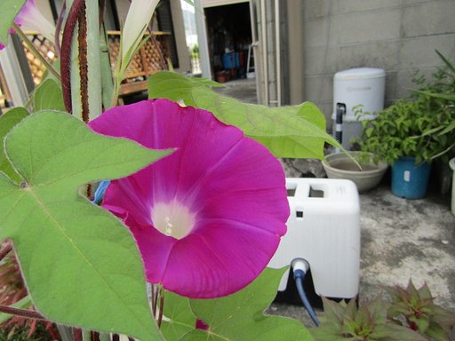 朝顔が鮮やかです