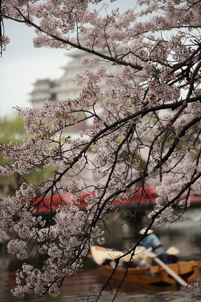 お城と桜