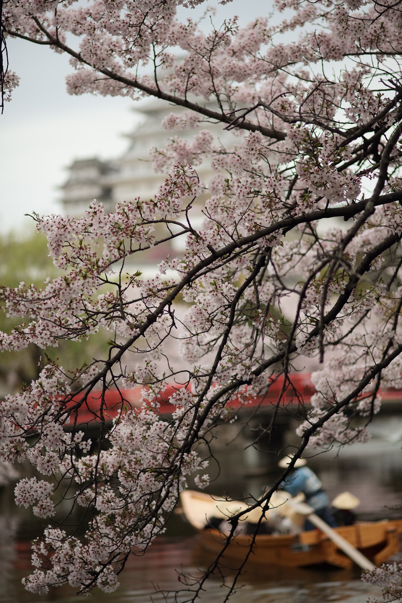 お城と桜