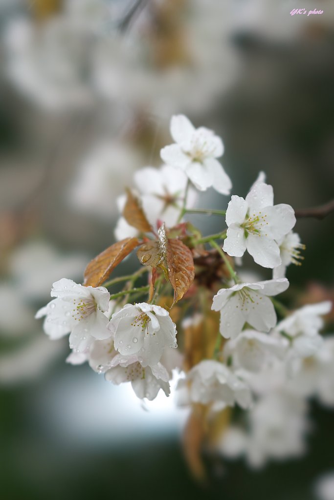 FE100mm F2.8 STF GM OSS