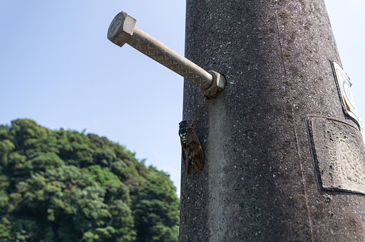 アブラゼミ