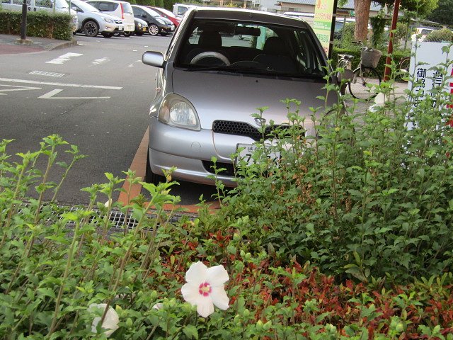 駐車場に綺麗な木槿が可愛いです