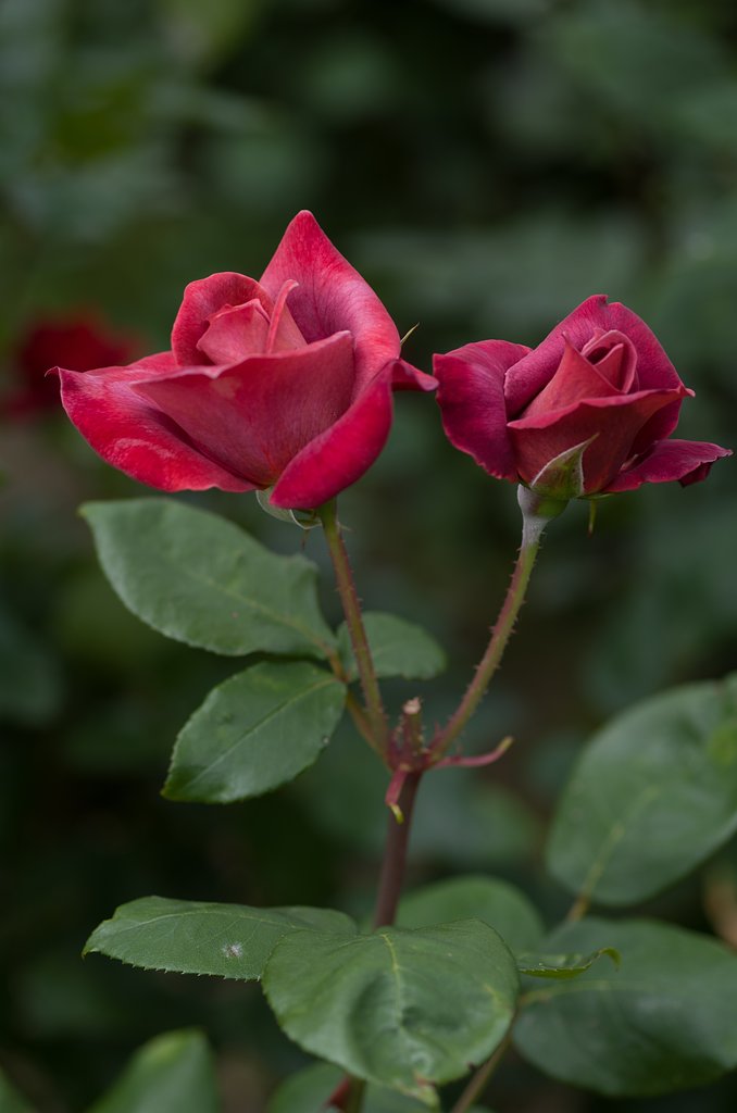 SIGMA MACRO 70mm F2.8