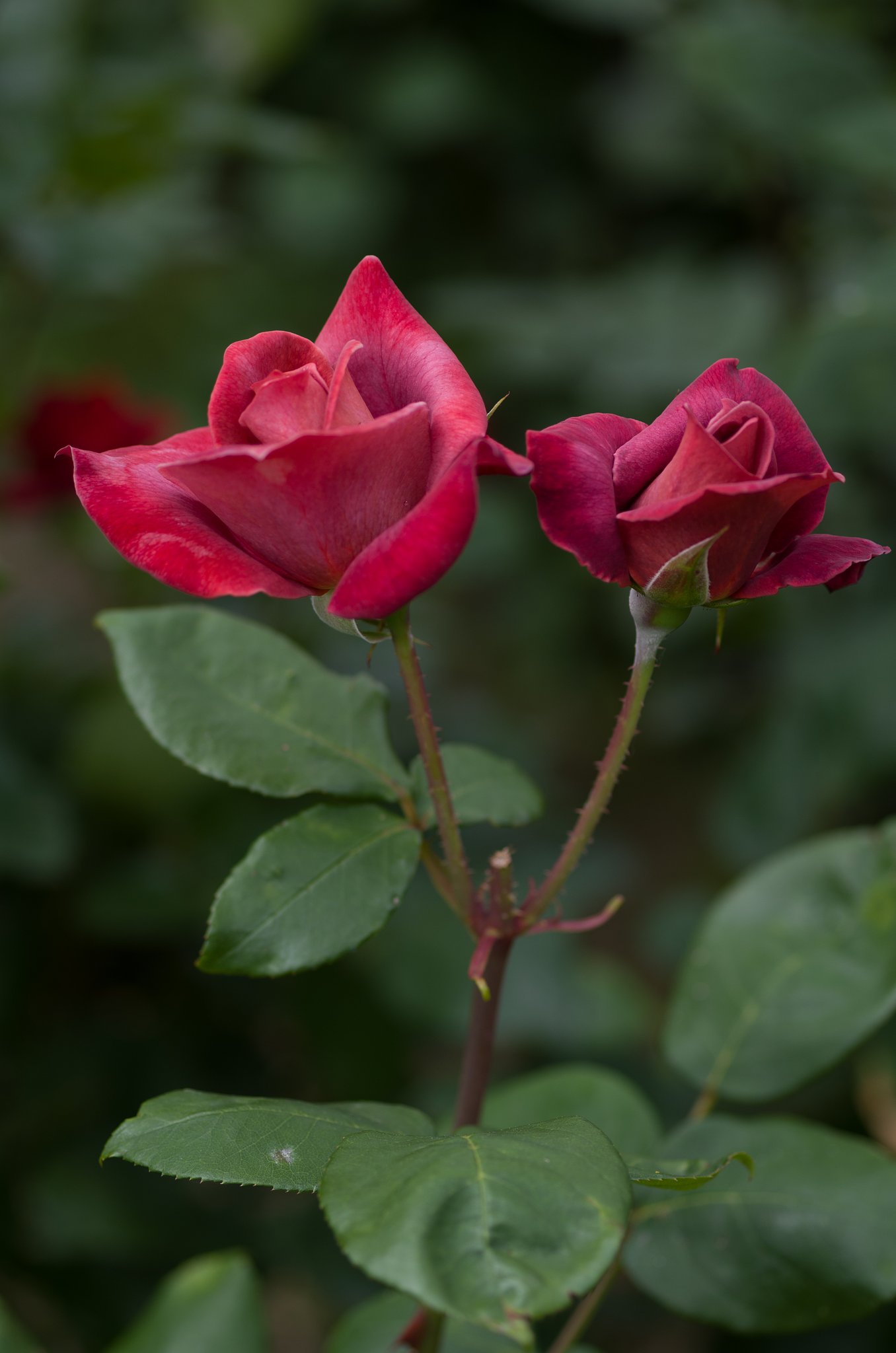 SIGMA MACRO 70mm F2.8
