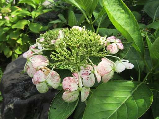 紫陽花の花も少なくなりました