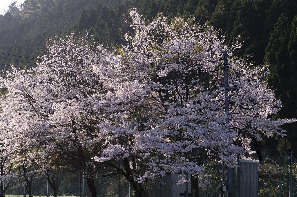 葉桜に！