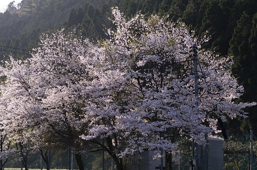 葉桜に！