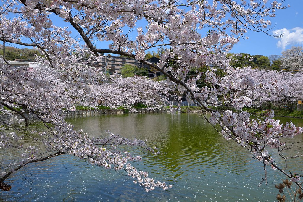 桜