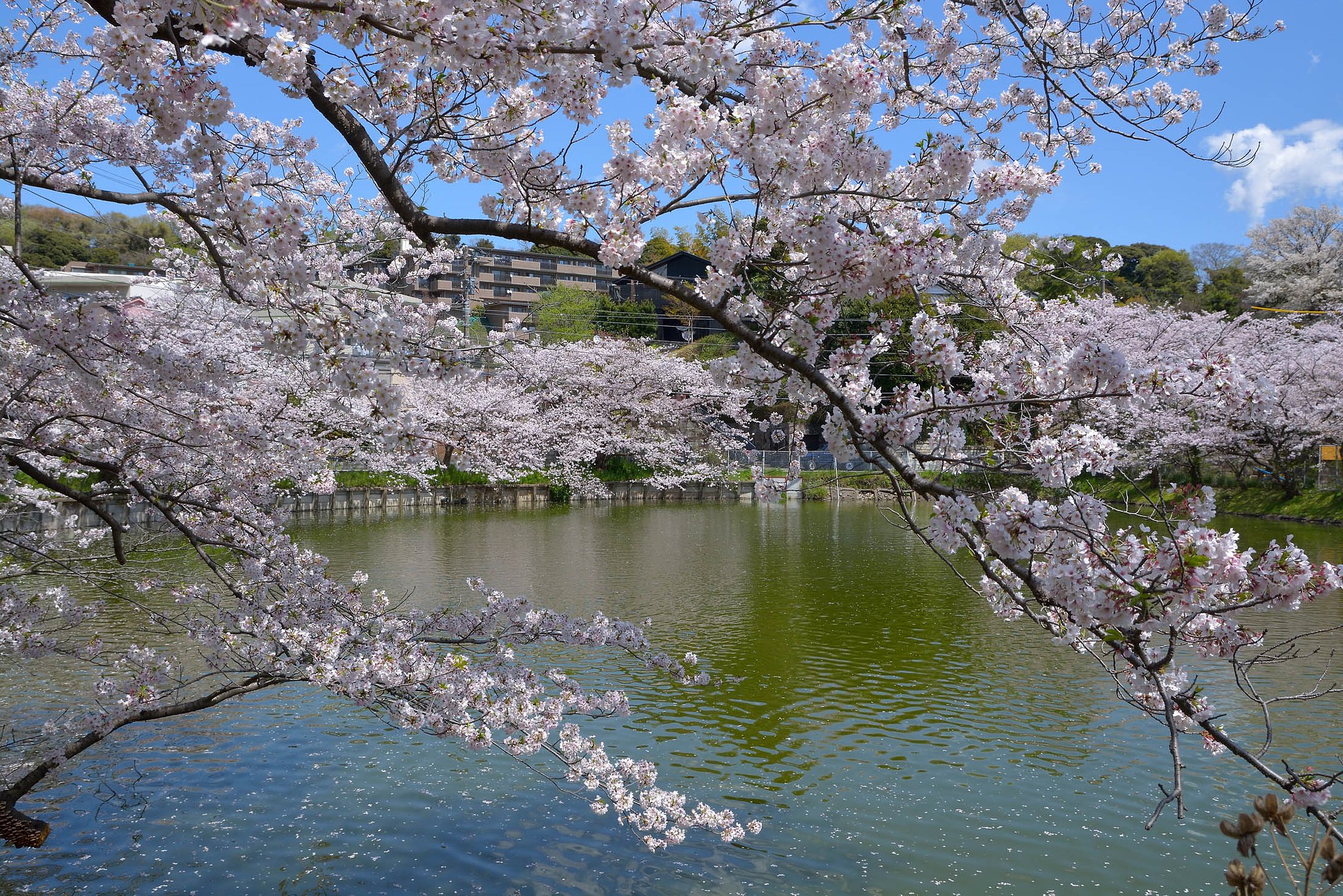 桜