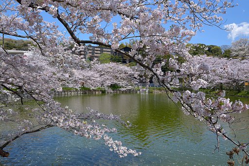 桜