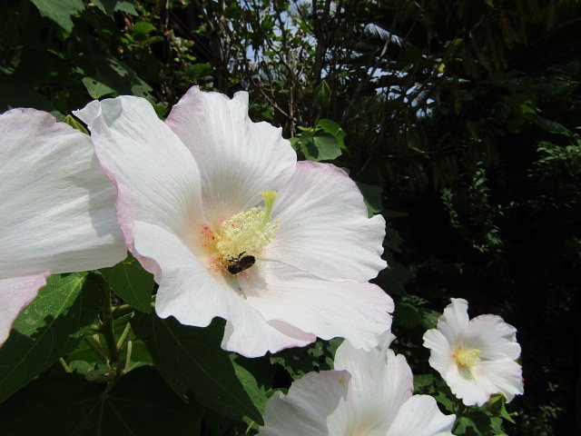 芙蓉の白い花が優雅です