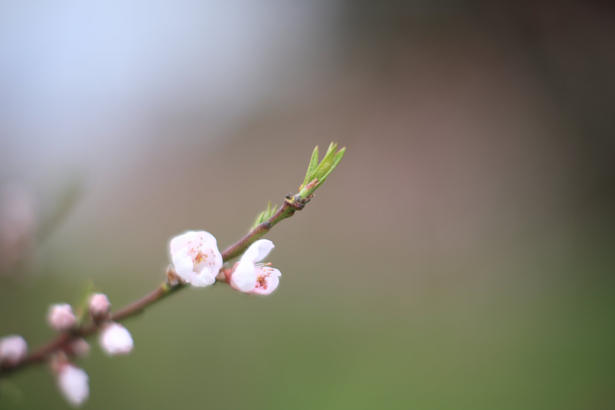 桃開花　其の弐