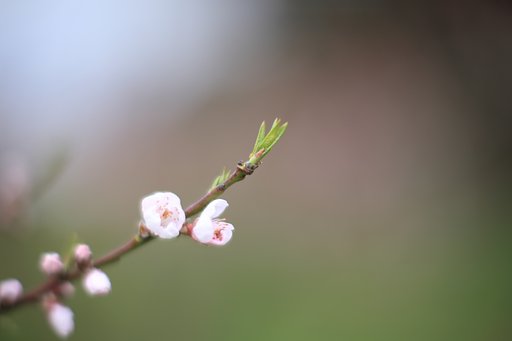 桃開花　其の弐