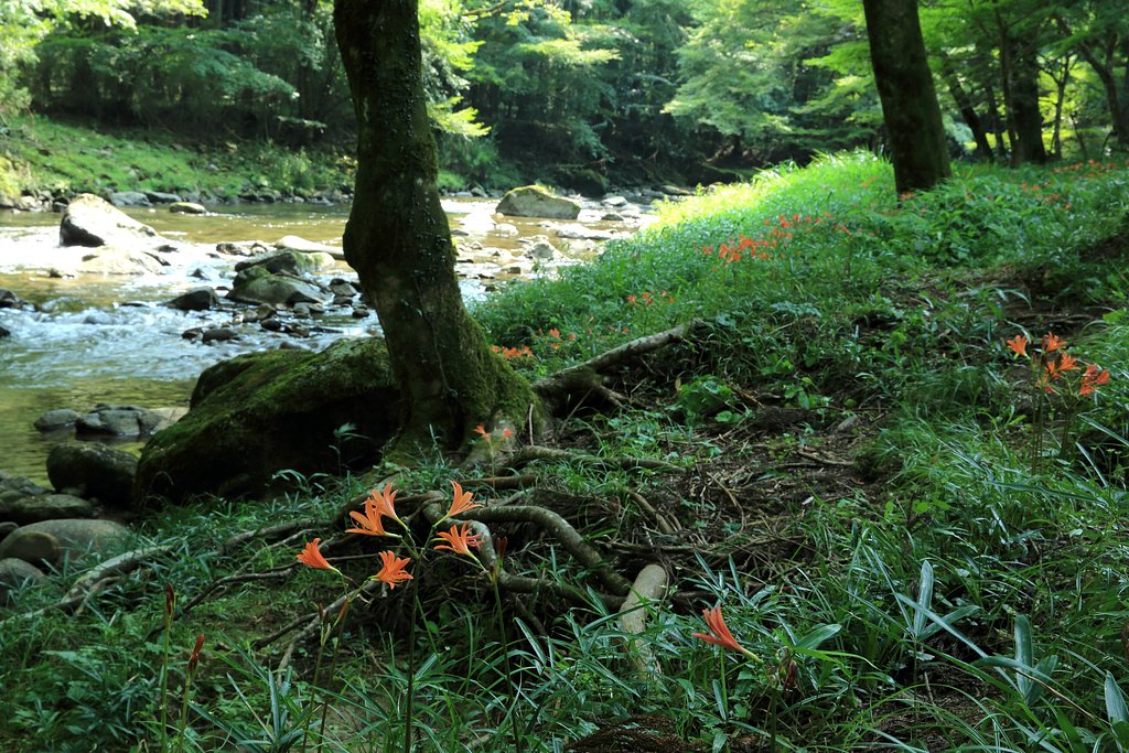 キツネノカミソリを撮りに