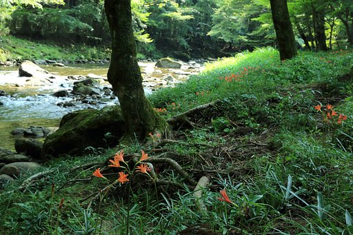 キツネノカミソリを撮りに
