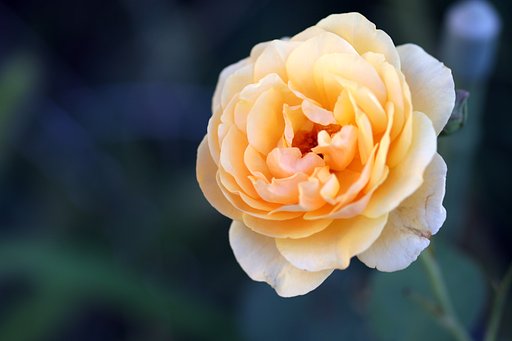 薔薇