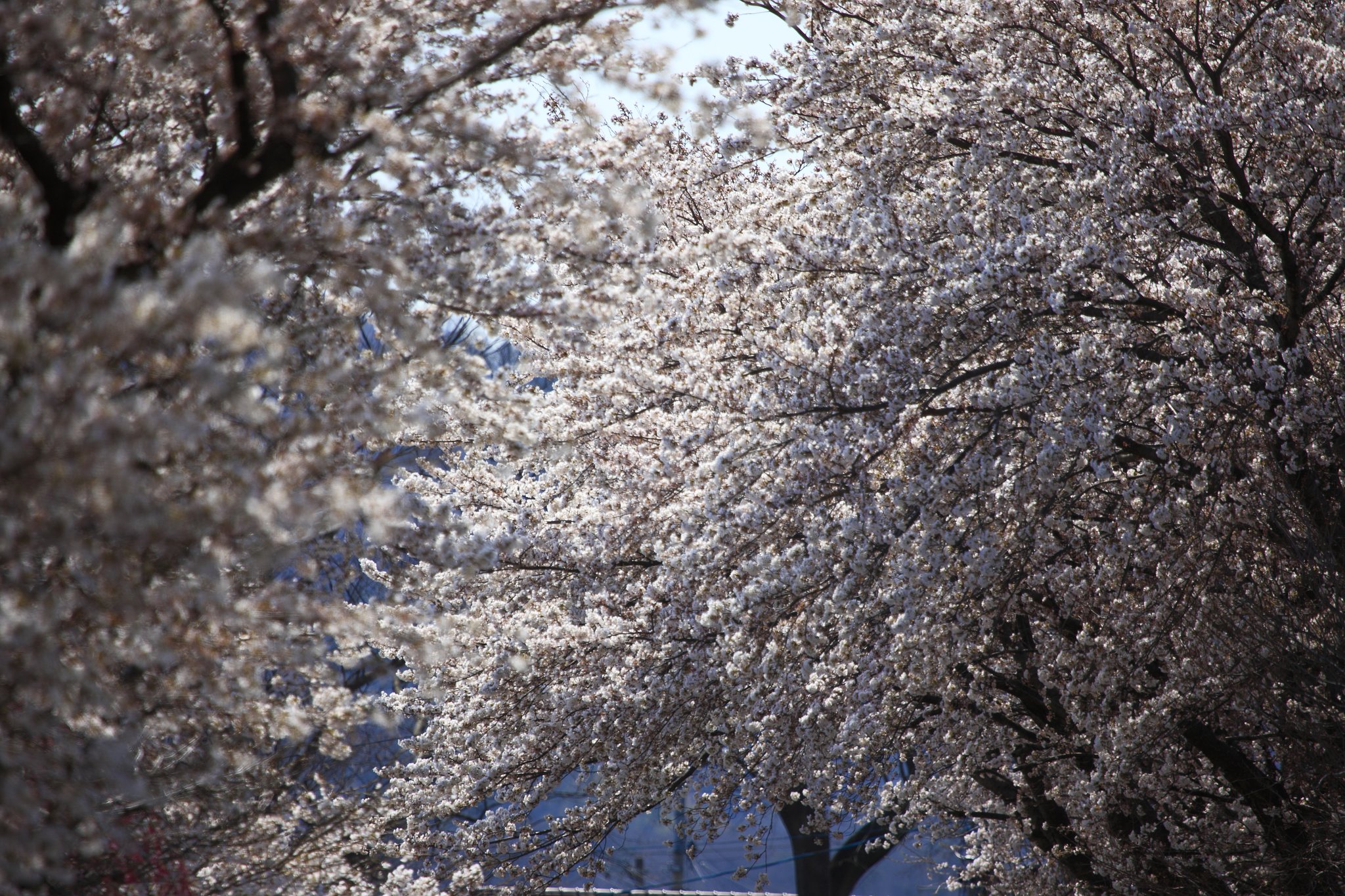 最寄りの桜