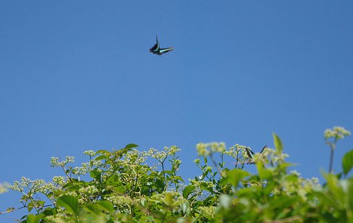 【天】天高くアオスジ