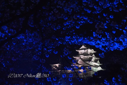 ブルーな夜遊び