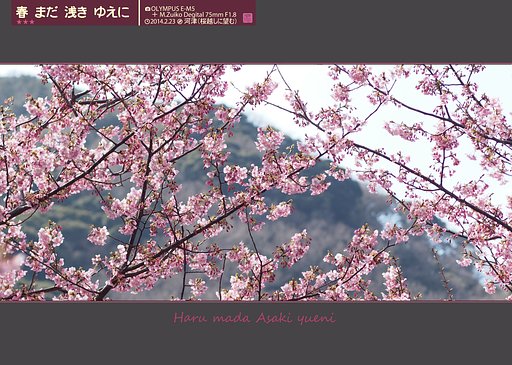 【MFP】春 まだ 浅き ゆえに