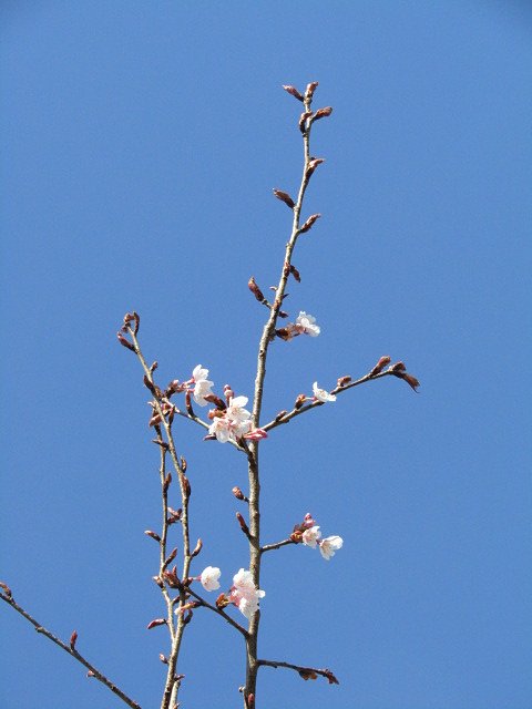 桜の花が懐かしいんです