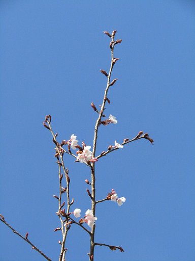 桜の花が懐かしいんです