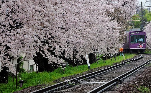 桜の鳴滝