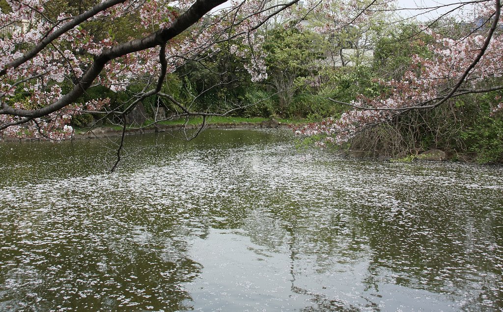 散り行く桜