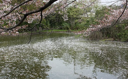 散り行く桜