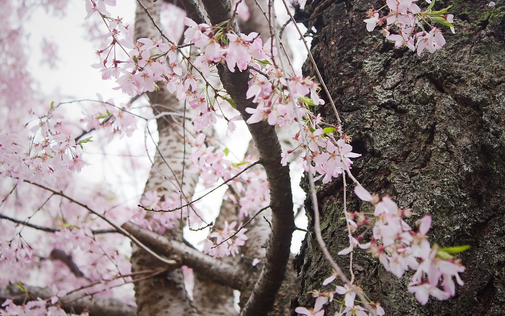 桜の木