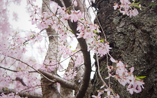 桜の木