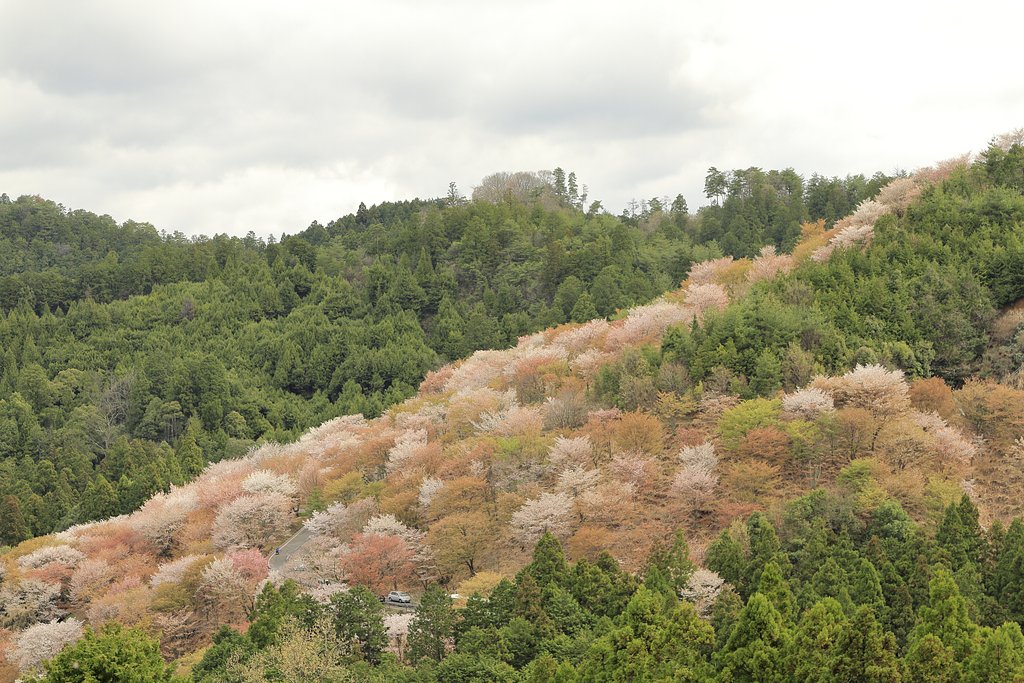 吉野山