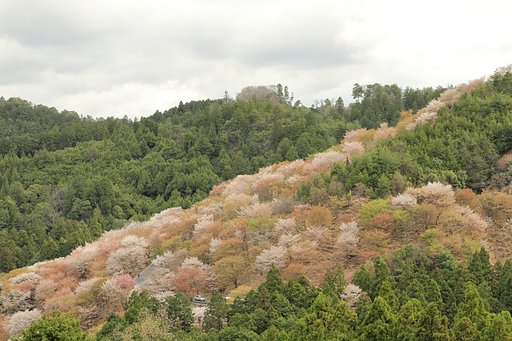 吉野山