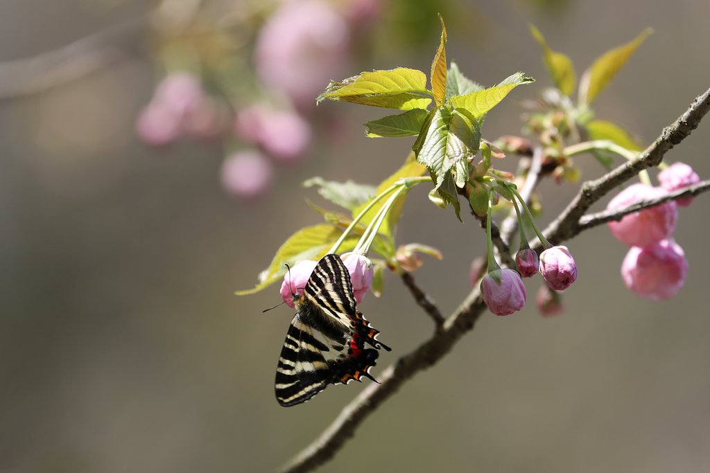 八重の桜にギフチョウが・・・