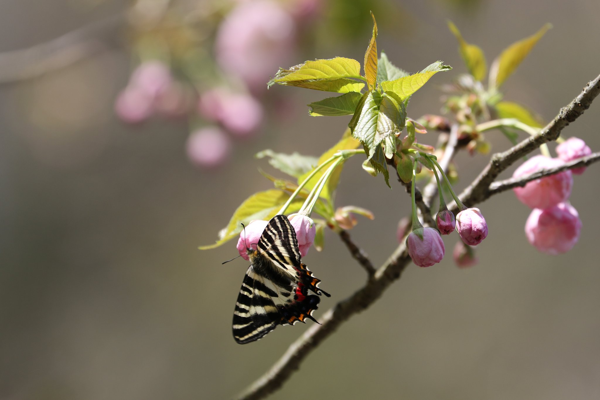 八重の桜にギフチョウが・・・