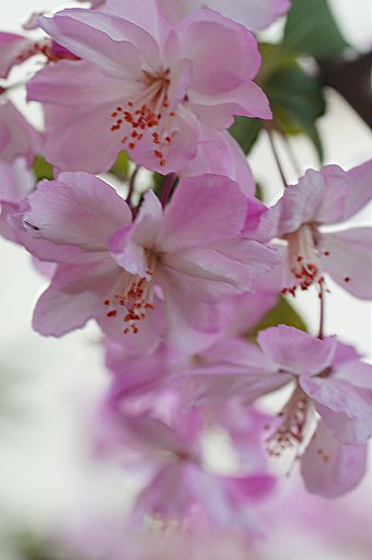 花海棠