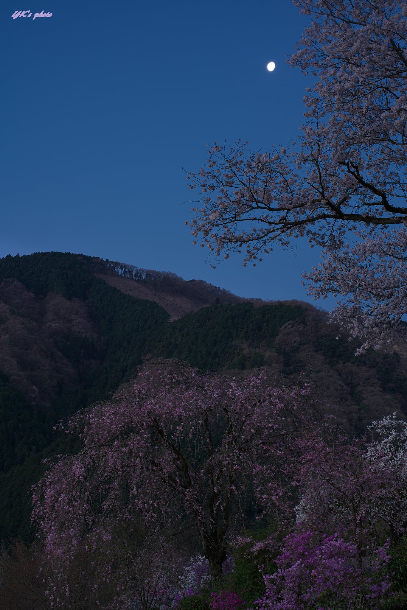 Otus 55mm F1.4 ZF2