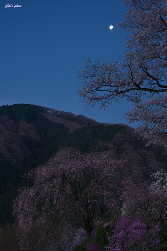 Otus 55mm F1.4 ZF2