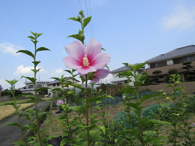 桃色吐息の綺麗な花が