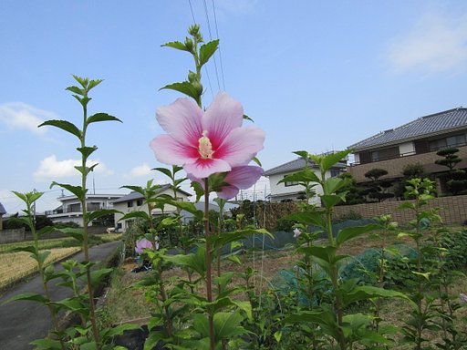 桃色吐息の綺麗な花が