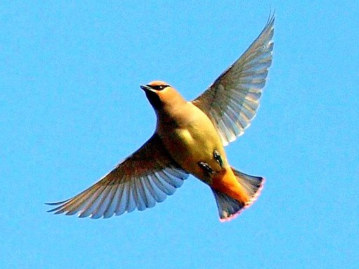 【天】青空を飛ぶ鳥　2