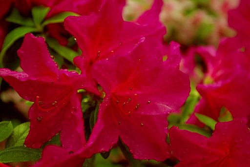 雨中のツツジ（補正？）
