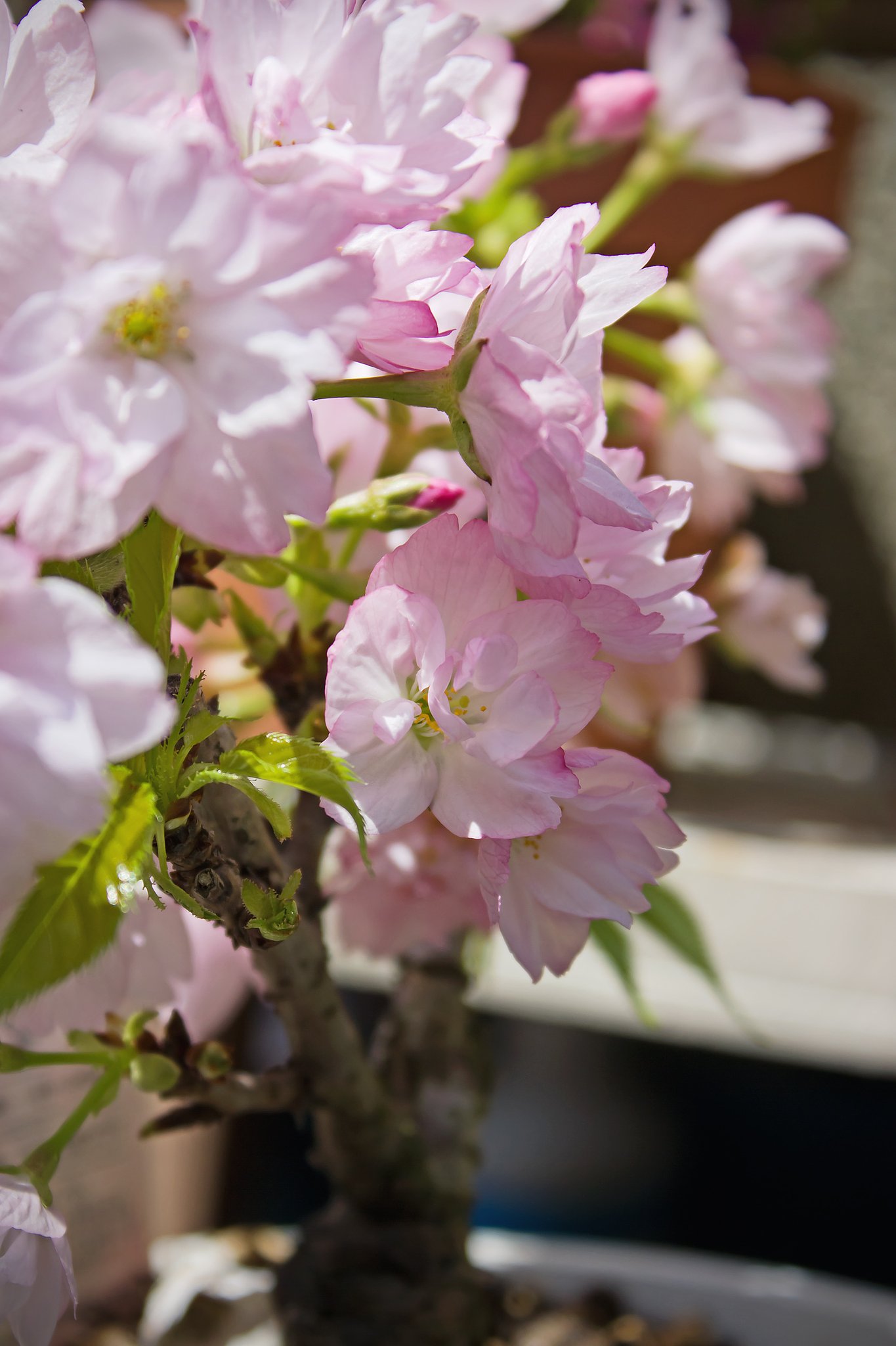 窓辺の桜