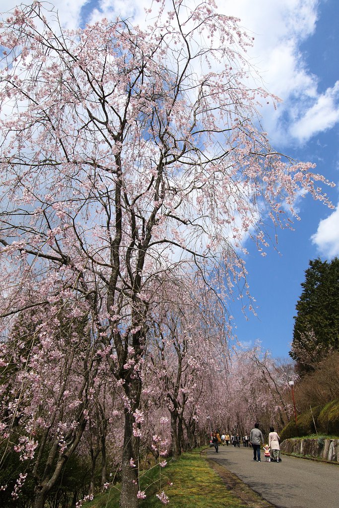 青空と枝垂れ桜